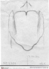 Historische Skizze/Zeichnung von Cretatrizocheles doerflesensis (Fraaije et al., 2019) (NHMW-AFW-GEO-BACHMAYER-FOTO-1990-0041-2301)